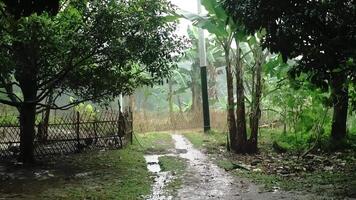 Serene Rural Pathway Through Lush Greenery video