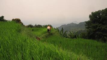 Person Tending to Lush Green Rice Fields video