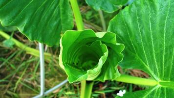 A close-up view of a green plant leaf curling inward, showcasing its vibrant green color and intricate leaf structure. The background features blurred greenery, enhancing the focus on the leaf. video