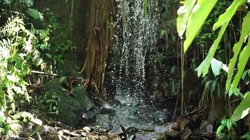 A serene waterfall cascading over rocks, surrounded by lush green foliage and tropical plants. The water splashes gently into a small pool below, creating a tranquil atmosphere. video