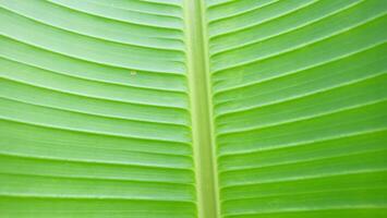 A close up of a green banana leaf photo