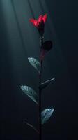 A red flower is standing in the dark photo