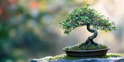 Serene Indoor Bonsai Tree A Symbol of Tranquility for Mindfulness Content photo