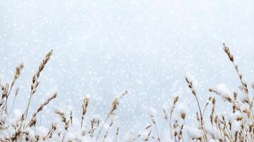 Winter background with snow and wheat field photo