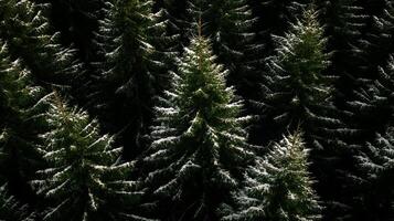 Dense Young Fir Trees Pattern In Evergreen Winter Forest photo