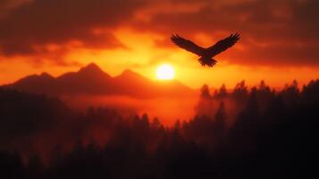 Eagle Soaring at Sunset photo