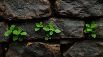 Small plants growing out of a stone wall photo