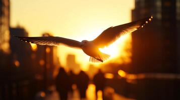A bird flying in the air with the sun setting behind it photo