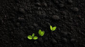 Two small plants growing out of black soil photo