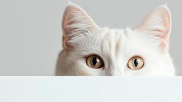 A white cat peeking over a white wall photo