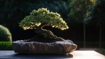 Bonsai tree in a pot on a table photo