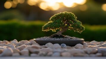Bonsai tree in a pot on a stone table photo