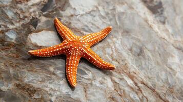 A starfish is sitting on a rock photo