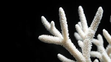 A close up of a white coral on a black background photo