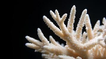 A close up of a coral on a black background photo