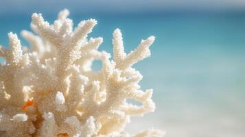 A coral is shown on the beach photo