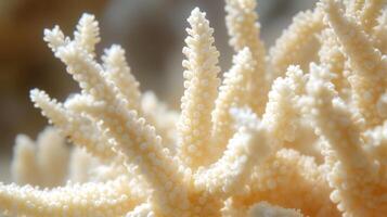 A close up of a white coral photo