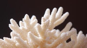 A close up of a coral with white dots photo