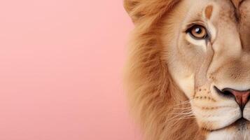 Close-up portrait of a lion's face on a pink background photo