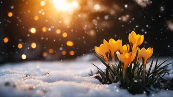Crocuses in snow. Yellow crocus flowers growing in snow photo