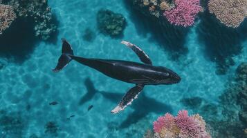 A whale swimming in the ocean surrounded by coral reefs photo