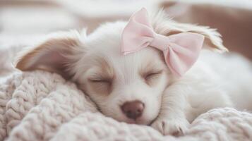 A small white dog with a pink bow on its head photo