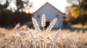 A field of wheat with a barn in the background photo