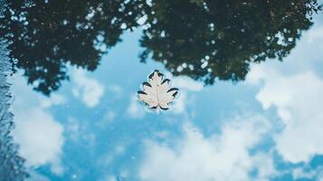 A leaf floating in a puddle of water photo