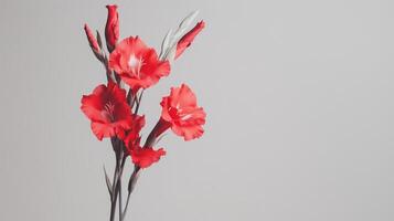 Red gladioli flowers in a vase on a gray background photo