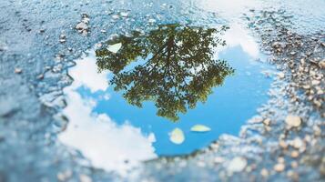 A tree is reflected in a puddle on a road photo