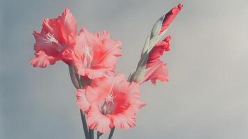 Pink gladiolas on a gray background photo