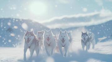 A group of husky dogs are running through the snow photo