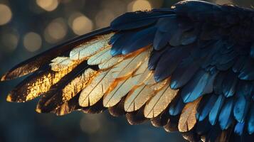 A close up of a bird's wings with gold and black feathers photo