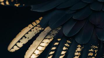 Golden feathers on black background photo