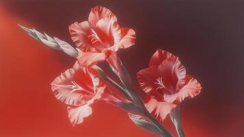 Gladiolus flowers on red background photo