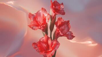 Red gladiolas on a pink background photo