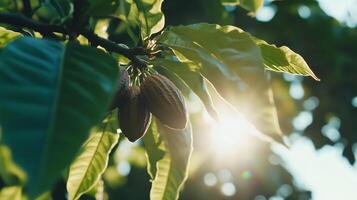Cocoa beans on a tree with the sun shining through photo
