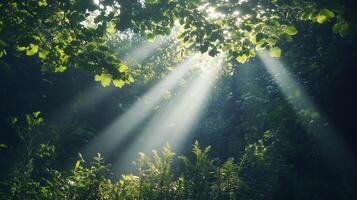 Sunbeams shining through trees and plants in the forest photo