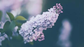 A close up of a bunch of purple flowers photo