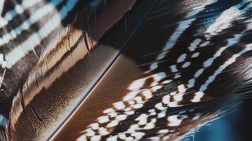 A close up of a feather with a blue background photo