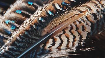 A close up of a feather with blue and black stripes photo
