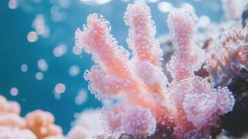 A coral reef with pink corals and other sea life photo