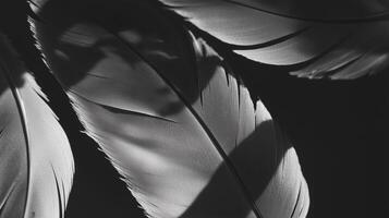 A black and white photo of a feather