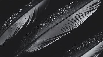 Black and white photograph of feathers with water droplets photo