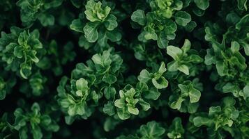 A close up of green leaves on a bush photo