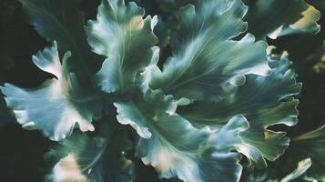 A close up of a plant with green leaves. photo