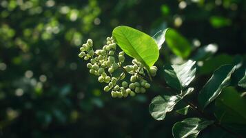 A close up of a plant with green leaves photo