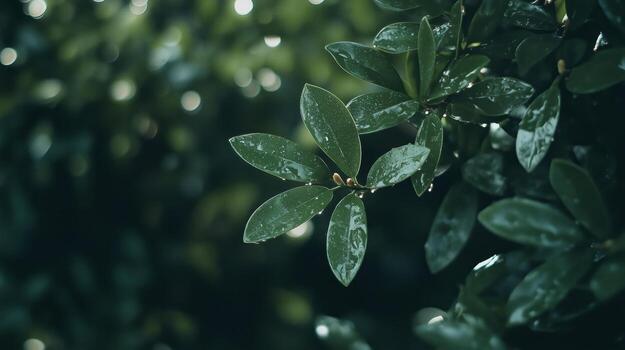 A close up of green leaves on a tree. photo