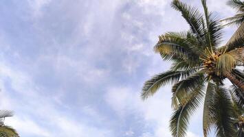 A view of palm trees in a tropical setting photo