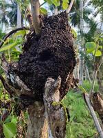 Termite nest in a tree, green grass in the background photo